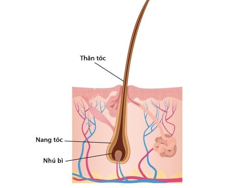 nang toc la gi